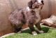 Border Collie Puppies for sale in Huntington Beach, CA, USA. price: $500