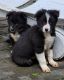 Border Collie Puppies for sale in Cascade Locks, OR 97014, USA. price: $475