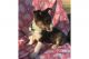 Border Collie Puppies for sale in Florida St, San Francisco, CA, USA. price: NA