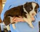 Border Collie Puppies for sale in Pierceton, IN 46562, USA. price: $600