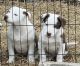 Border Collie Puppies for sale in Stark City, MO 64866, USA. price: $500