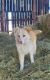 Border Collie Puppies for sale in Spokane, WA, USA. price: $600
