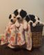 Border Collie Puppies for sale in Voluntown, CT, USA. price: $2,500