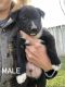 Border Collie Puppies for sale in San Luis Obispo, CA, USA. price: $100