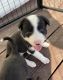 Border Collie Puppies for sale in Bozeman, MT 59718, USA. price: $600