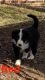 Border Collie Puppies for sale in Nickelsville, VA 24271, USA. price: $650