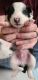 Border Collie Puppies for sale in Rochester, MN, USA. price: $300,400