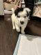 Border Collie Puppies for sale in Grand Junction, CO, USA. price: NA
