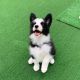 Border Collie Puppies for sale in ND-1804, Bismarck, ND, USA. price: NA