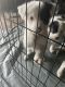 Border Collie Puppies for sale in Sigel, PA 15860, USA. price: NA