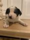 Border Collie Puppies for sale in Colorado Springs, CO 80925, USA. price: $300