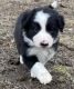 Border Collie Puppies for sale in Tionesta, PA 16353, USA. price: NA