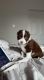 Border Collie Puppies for sale in Glendale, AZ, USA. price: $350