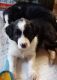 Border Collie Puppies for sale in Helmville, MT 59843, USA. price: $450
