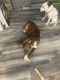 Border Collie Puppies for sale in Valparaiso, IN, USA. price: NA