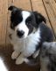 Border Collie Puppies for sale in Clayton, GA 30525, USA. price: NA