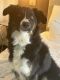 Border Collie Puppies for sale in Spanish Fort, AL, USA. price: NA