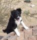 Border Collie Puppies for sale in Tucson, AZ, USA. price: $500