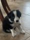 Border Collie Puppies for sale in Havelock, NC, USA. price: $800