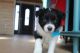 Border Collie Puppies for sale in Independence, KY, USA. price: $600