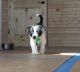 Border Collie Puppies for sale in Independence, KY, USA. price: $600