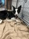 Border Collie Puppies for sale in Fort Worth, TX, USA. price: NA