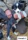 Border Collie Puppies for sale in King George, VA 22485, USA. price: $200