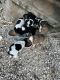 Border Collie Puppies for sale in Louisburg, MO 65685, USA. price: $200