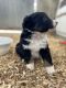 Border Collie Puppies for sale in Hemet, CA, USA. price: NA