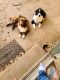 Border Collie Puppies for sale in Kingsbury, TX, USA. price: $500