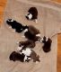 Border Collie Puppies for sale in Dawsonville, GA 30534, USA. price: $500