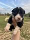 Border Collie Puppies for sale in Cullman, AL, USA. price: NA