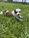Border Collie Puppies for sale in Fairplay, MD 21733, USA. price: $600