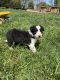 Border Collie Puppies for sale in Fairplay, MD 21733, USA. price: $600