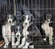 Border Collie Puppies for sale in Seneca, IL, USA. price: NA