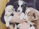 Border Collie Puppies for sale in Parma, ID 83660, USA. price: NA