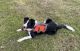 Border Collie Puppies for sale in Baldwinsville, NY 13027, USA. price: NA