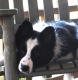 Border Collie Puppies for sale in Clayton, GA 30525, USA. price: $600