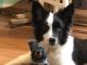 Border Collie Puppies for sale in Jordan Mines, VA 24426, USA. price: $555