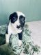 Border Collie Puppies for sale in Winchester, CA, USA. price: $250