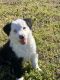 Border Collie Puppies for sale in Norfolk, VA, USA. price: $300
