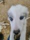 Border Collie Puppies for sale in Brighton, CO, USA. price: $80