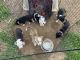 Border Collie Puppies for sale in Cody, WY 82414, USA. price: $300