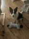 Border Collie Puppies for sale in 55 Tropic Isle Dr, Delray Beach, FL 33483, USA. price: $3,500