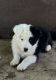 Border Collie Puppies for sale in Bakersfield, CA, USA. price: $400