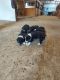 Border Collie Puppies for sale in Harrisburg, SD 57032, USA. price: $500