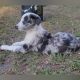 Border Collie Puppies for sale in Webster, FL 33597, USA. price: $350