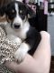 Border Collie Puppies for sale in Tishomingo, MS 38873, USA. price: $250