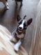 Border Collie Puppies for sale in Blythe, CA, USA. price: NA