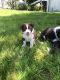 Border Collie Puppies for sale in Henderson, CO 80640, USA. price: $300